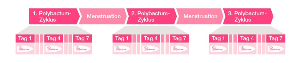 Schema zum Einnehmen des Polybactum von Kwizda Pharma